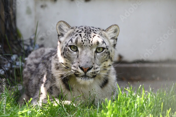 Obraz Léopard des neiges 