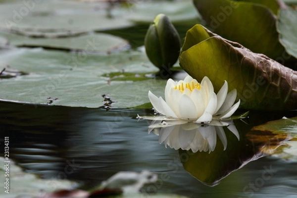 Obraz 睡蓮 (小石川後楽園)