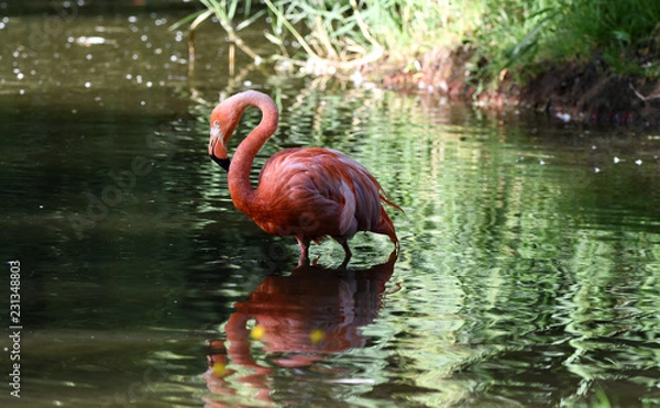 Obraz Flamand rose