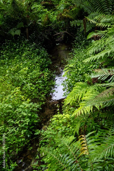 Fototapeta 湿地・ミゾソバ・シダ