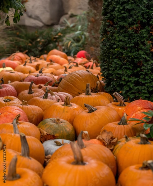 Obraz Flowerbed of pumpkins