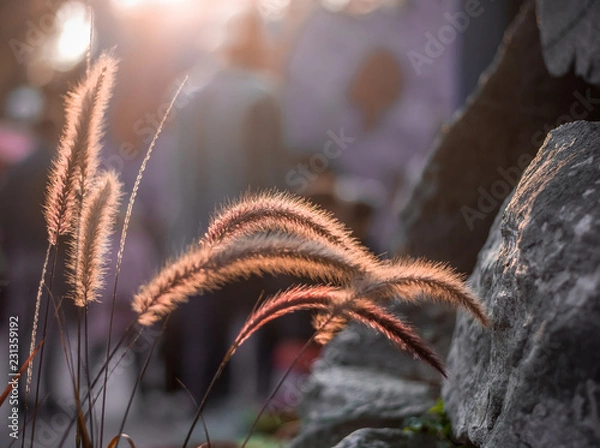 Fototapeta Backlit Spikelets