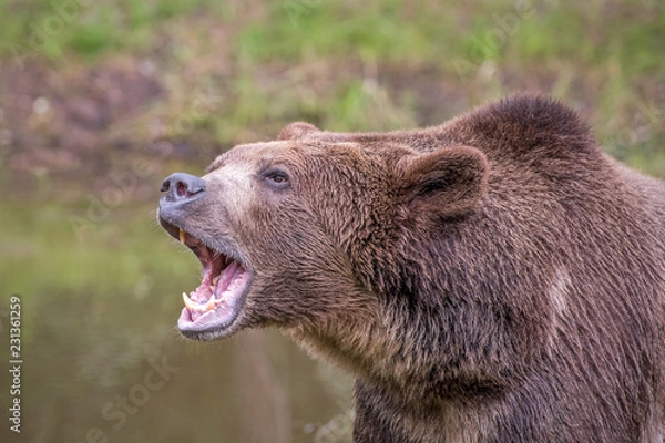 Fototapeta Grizzly Bear Roaring