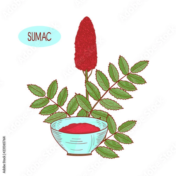 Fototapeta Sumac. Plant and bowl with seasoning. Sketch. On a white background.