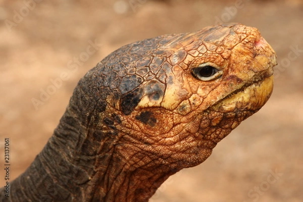 Obraz Schildkrötenkopf