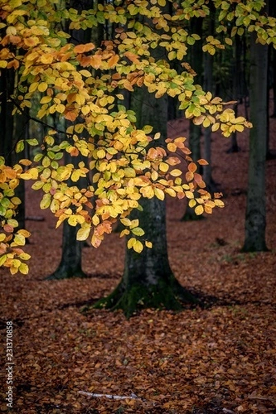 Obraz Autumn tree