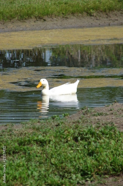 Obraz Duck Pond