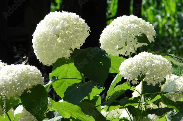 Fototapeta In the Garden
