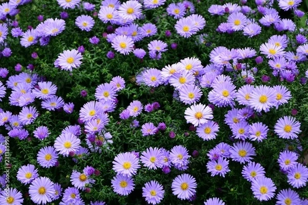 Fototapeta Bright purple asters novae-angliae in the autumn garden enjoyed the sun.