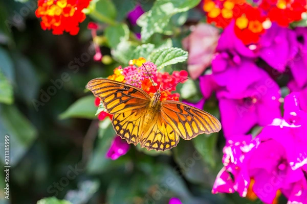 Obraz Mexican Silverspot Butterfly feeding on brightly colored flowers in a garden in Mexico.