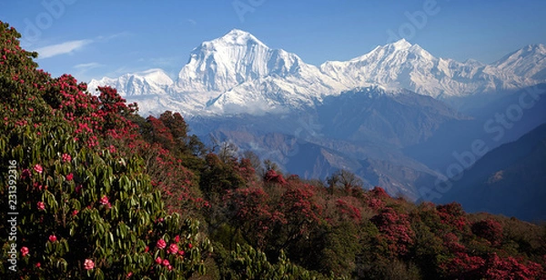 Fototapeta Stunning views of the valley blooming rhododendrons in the background of snowy peaks of the Himalayas. Poon heal