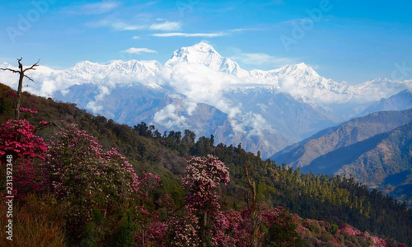 Fototapeta Stunning views of the valley blooming rhododendrons in the background of snowy peaks of the Himalayas. Poon heal