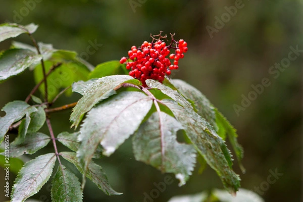 Obraz Colori floreali