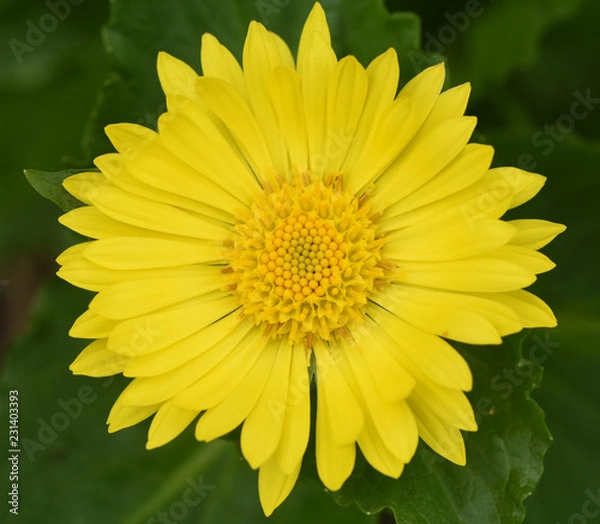 Obraz Doronicum