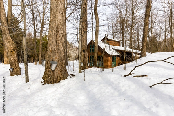 Obraz Sugar shack. Deep in a boreal forest Quebec Canada  lies this deserted sugar shack frozen in the deep mid winter.