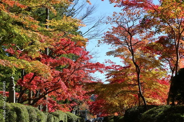 Fototapeta 高野山の紅葉