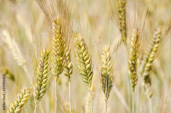 Obraz The rye crop on the field