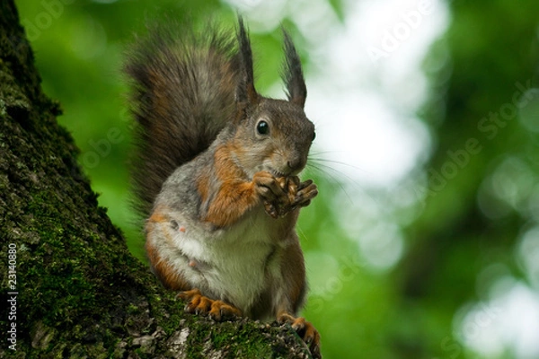 Obraz Squirrel