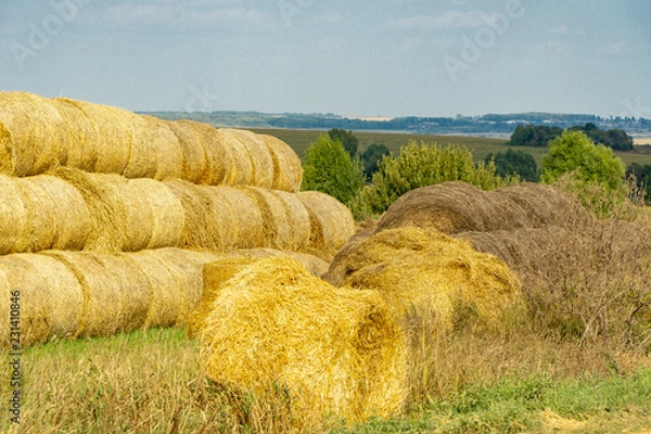 Obraz hay collected
