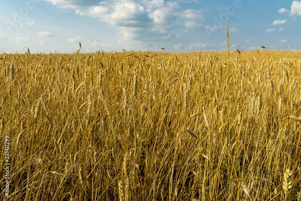 Obraz a field of wheat