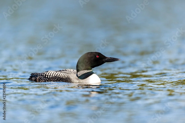 Obraz Common loon swimming in a lake in the Laurentians, north Quebec Canada.