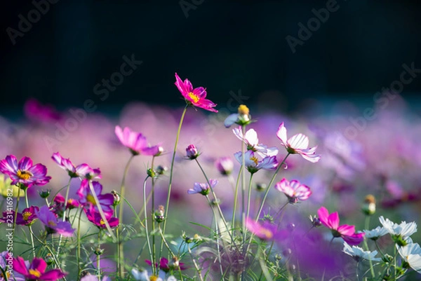 Fototapeta コスモスの花畑