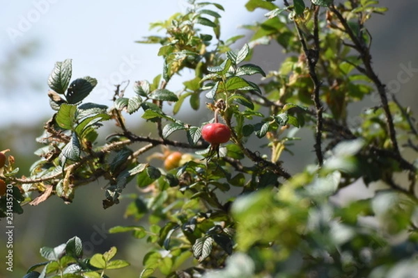 Obraz はまなすの実