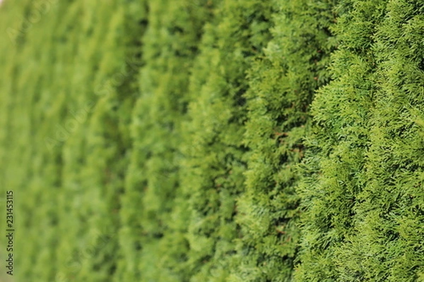 Fototapeta Beautiful background of green plants, texture for design. Landshapht desing