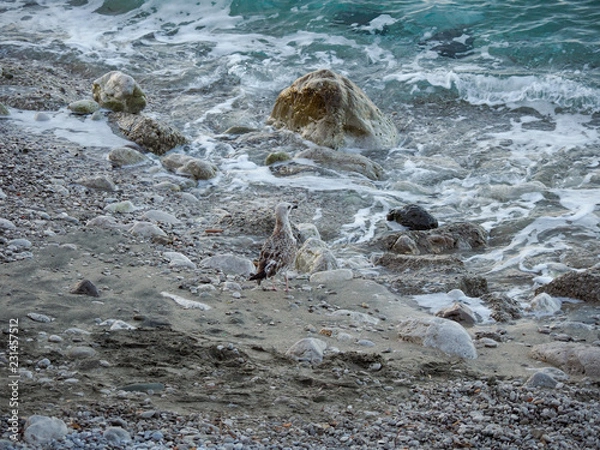 Obraz Seagull hiding on a beach