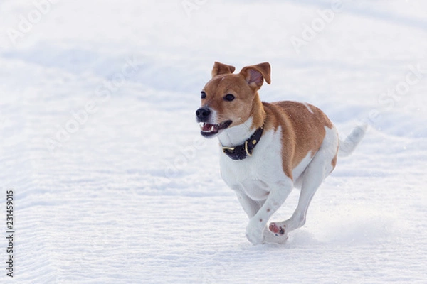Fototapeta Small dog running on lake ice