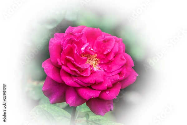 Obraz Pink rose against a white background