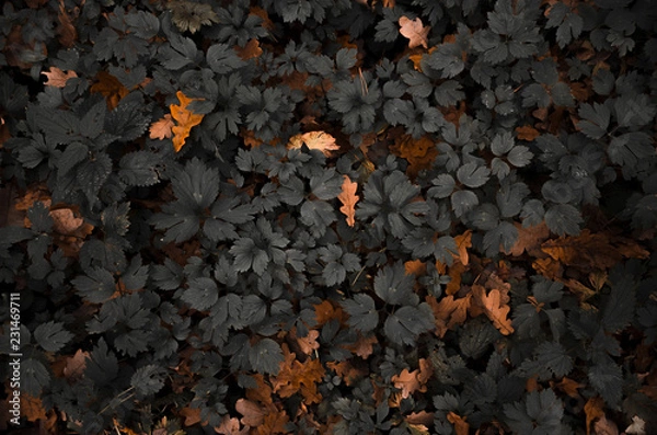 Obraz Autumn texture