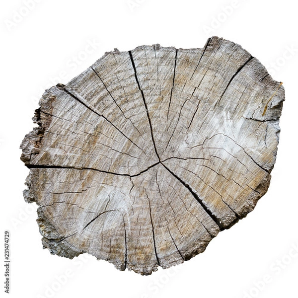 Obraz Log In A Cut On A White Background. Isolation. Texture, Background Series.