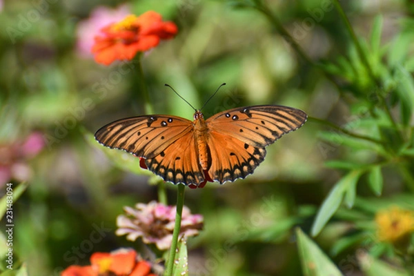 Obraz Gulf fritillary