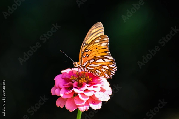 Obraz GREAT SPANGLED FRITILARY