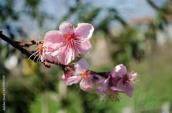 Obraz cherry blossom