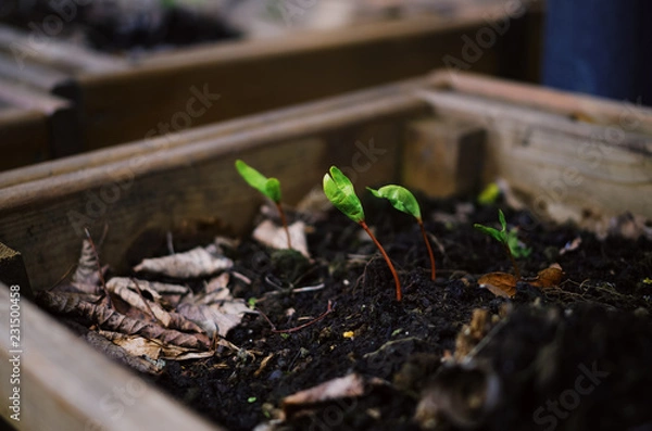 Obraz Tiny green saplings growing in a soil.