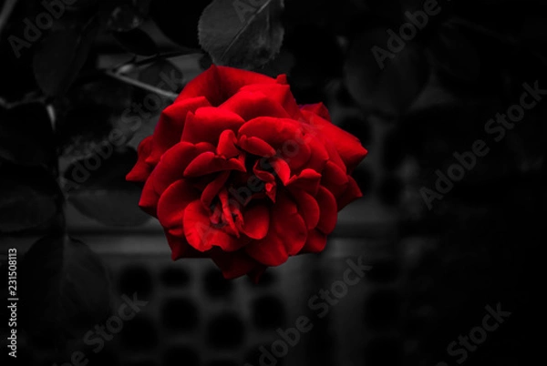 Obraz Red Rose with Dark Backgorund