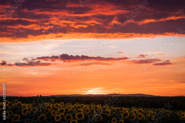 Obraz Red Sunset and Sunflowers