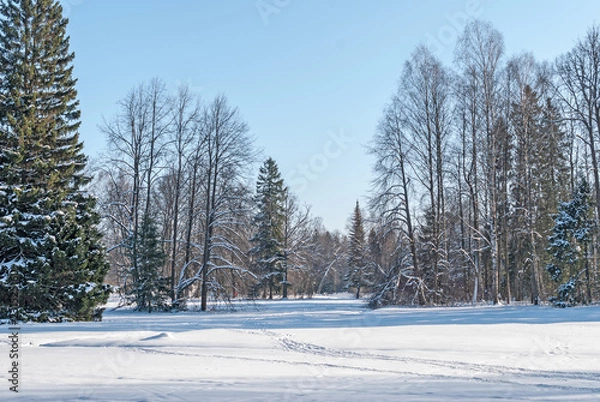 Fototapeta Trees in a forest glade on a sunny winter day after a snowfall.