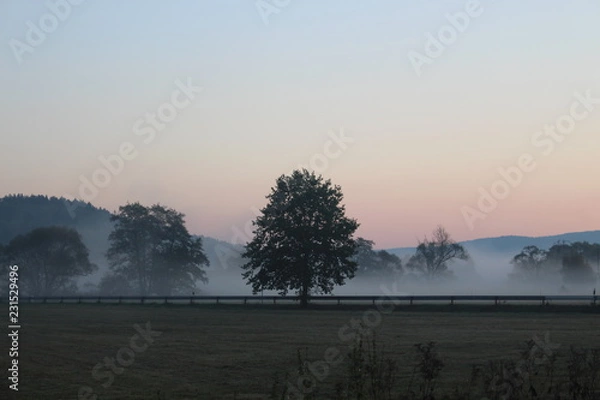Fototapeta Der präsente Baum