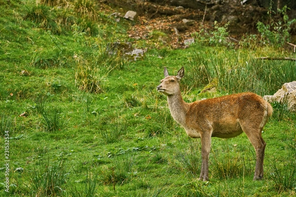Obraz Deer in the Forest