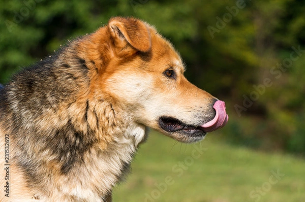 Fototapeta Dog with his tongue out resting after play.