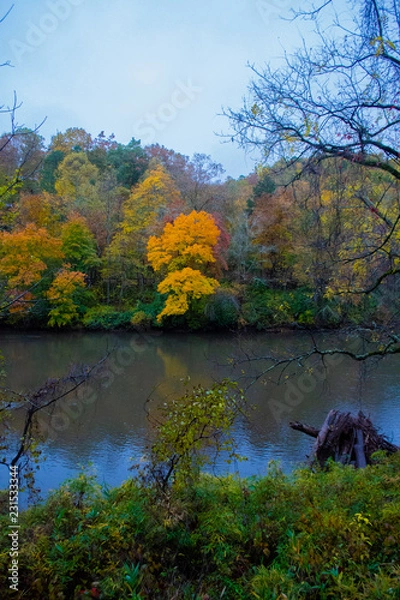 Obraz Single Orange Tree