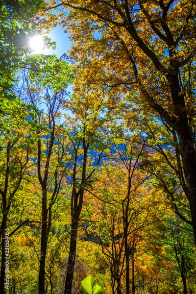 Obraz Fall trees in Smokeys