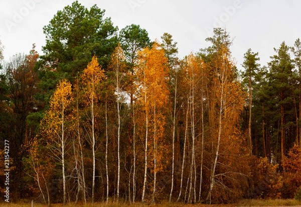 Obraz Autumn birch grove.