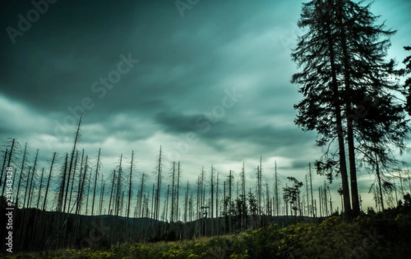 Obraz Harz Waldsterben