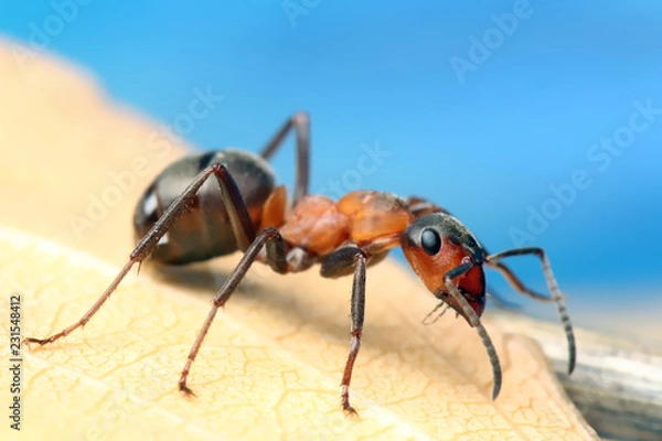 Fototapeta Ant sitting on leaf of grass.