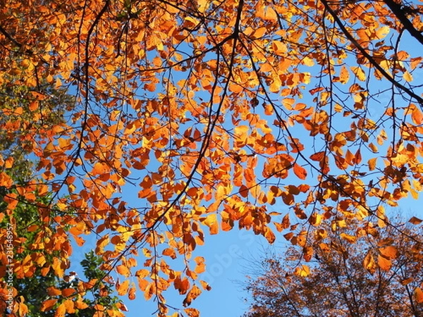Obraz colorful fall foliage