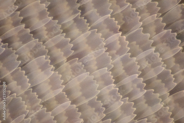 Obraz Extreme magnification - Butterfly wing under the microscope
